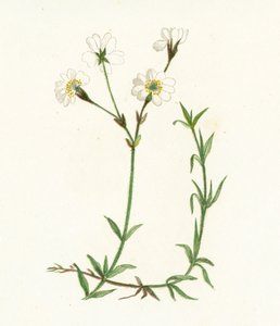 Field Chickweed, Cerastium Arvense by English School